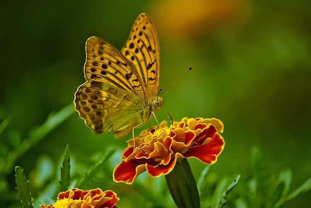 Comment choisir des meubles pratiques pour un coin jardin optimisé